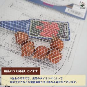 花球根 チューリップ 原種系 リニフォリア 5...の詳細画像2