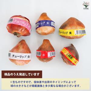 花球根 チューリップテープ巻 5球 特大 選べ...の詳細画像1