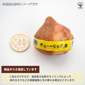 花球根 チューリップテープ巻 5球 特大 選べ...の詳細画像2
