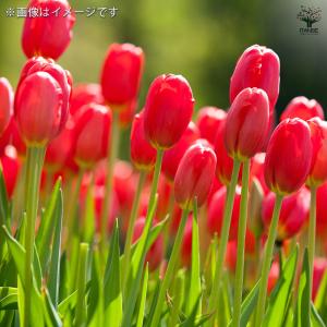 花球根 チューリップテープ巻 5球 特大 選べ...の詳細画像4