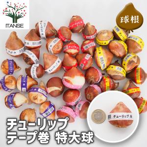 花球根 チューリップテープ巻 各2個 特大 選べる花色/球根の花 鉢植え 地植え ガーデニング