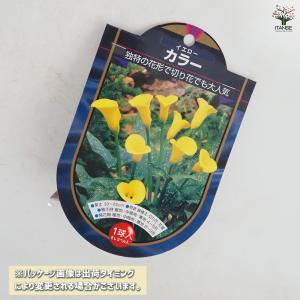 花球根 カラー イエロー 1球/お買い得2個セ...の詳細画像1