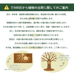 花球根 カラー イエロー 1球/お買い得2個セ...の詳細画像5