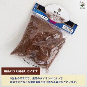 花球根 カラー イエロー 1球/お買い得2個セ...の詳細画像2