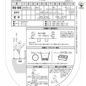 花球根 カラー イエロー 1球/お買い得2個セ...の詳細画像4