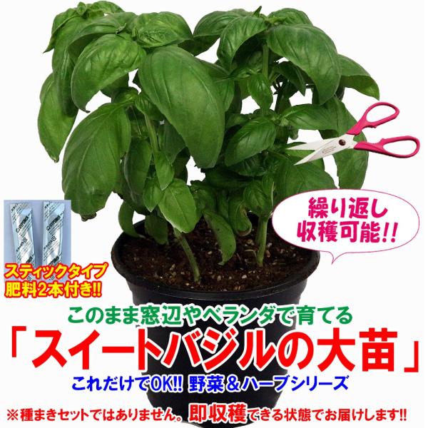 ITANSE バジル苗 スイートバジルの大苗 ハーブ苗 BN硬質18cmポット 1個 肥料付き 野菜...