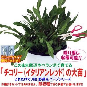 チコリ 種 苗 の商品一覧 花 ガーデニング 通販 Yahoo ショッピング