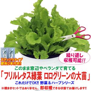 レタス苗 フリルレタス緑葉 ロログリーンの大苗 野菜苗