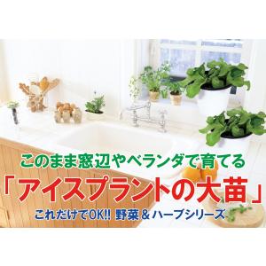 ITANSE アイスプラントの大苗(品種=プチ...の詳細画像3