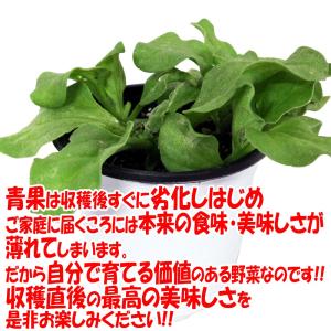 ITANSE アイスプラントの大苗(品種=プチ...の詳細画像4