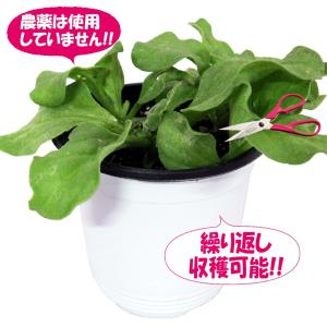 ITANSE アイスプラントの大苗(品種=プチ...の詳細画像5
