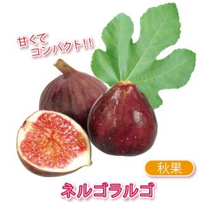 イチジク苗 いちじくの木 5寸鉢植え シュガーイチジク 無花果 ：果樹苗