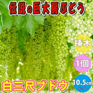 ホワイトサポテ セッパー ルーク 1年生 5号ポット苗 : 苗木部 花ひろば