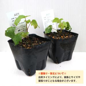ITANSE ぶどう苗 紅三尺・黒三尺・白三尺...の詳細画像2