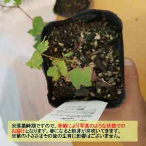 ITANSE ぶどう苗 紅三尺・黒三尺・白三尺...の詳細画像3
