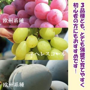ITANSE ぶどう苗 紅三尺・黒三尺・白三尺...の詳細画像5