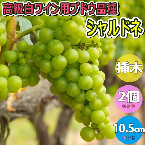 ITANSE ぶどう苗 シャルドネ 果樹苗 挿し木苗 10.5cmポット 2個セット 送料無料 イタ...