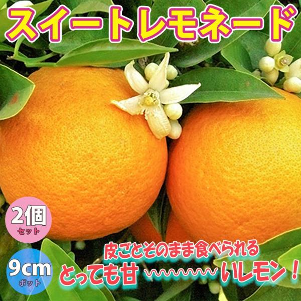 ITANSE レモン苗 スイートレモネード 果樹苗 9cmポット 2個セット 人気の柑橘類の苗 送料...