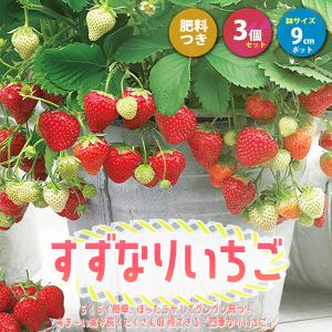 ITANSE イチゴ苗 すずなりいちご 野菜苗 9cmポット 3個セット いちごの肥料付き 送料無料...