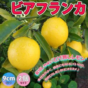 ITANSE レモン苗 ビアフランカ 果樹苗 9cmポット 2個セット 人気の柑橘類の苗 トゲナシ とげ無し 送料無料 イタンセ公式