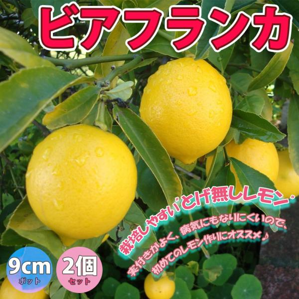 ITANSE レモン苗 ビアフランカ 果樹苗 9cmポット 2個セット 人気の柑橘類の苗 トゲナシ ...