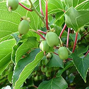 ITANSE サルナシ苗 ベビーキウイ エルダ...の詳細画像4
