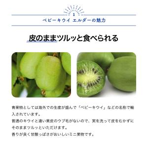 ITANSE サルナシ苗 ベビーキウイ エルダ...の詳細画像1