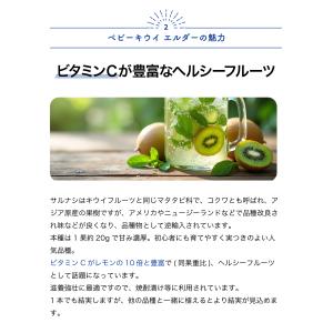 ITANSE サルナシ苗 ベビーキウイ エルダ...の詳細画像2