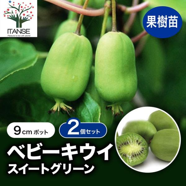 ITANSE サルナシ苗 ベビーキウイ スイートグリーン 果樹苗 9cmポット 2個セット 送料無料...