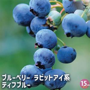 ITANSE ブルーベリー ブルーレイ 果樹の苗木 5号ポット/1個売り V