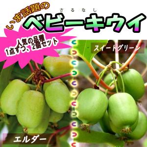 サルナシ苗 ベビーキウイ 「エルダー」＆「スイートグリーン」
