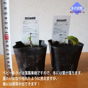ITANSE サルナシ苗 ベビーキウイ 「エル...の詳細画像1