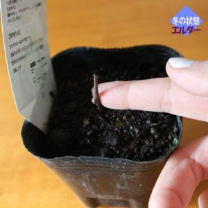 ITANSE サルナシ苗 ベビーキウイ 「エル...の詳細画像2