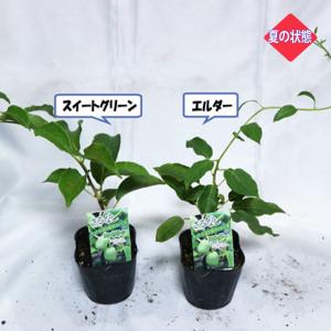 ITANSE サルナシ苗 ベビーキウイ 「エル...の詳細画像3