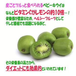 ITANSE サルナシ苗 ベビーキウイ 「エル...の詳細画像4