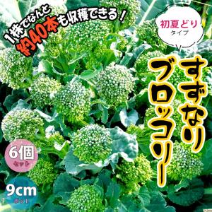 ITANSE ブロッコリー苗 すずなりブロッコリー 初夏どりタイプ 野菜苗 9cmポット 6個セット 送料無料 イタンセ公式｜itanse