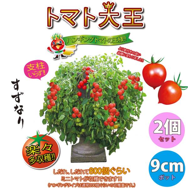 ITANSE ミニトマト苗 トマト大王 野菜苗 自根苗 9cmポット 2個セット 送料無料 即出荷 ...