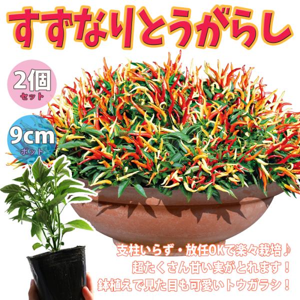 ITANSE トウガラシの苗 旨甘すずなりとうがらし 野菜苗 自根苗 9cmポット 2個セット 送料...