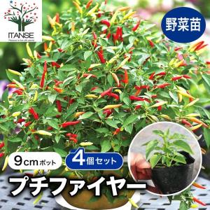 日本花キ流通 アジサイ ゼブラ 7.5cmポット ハイドランジア 苗 花苗