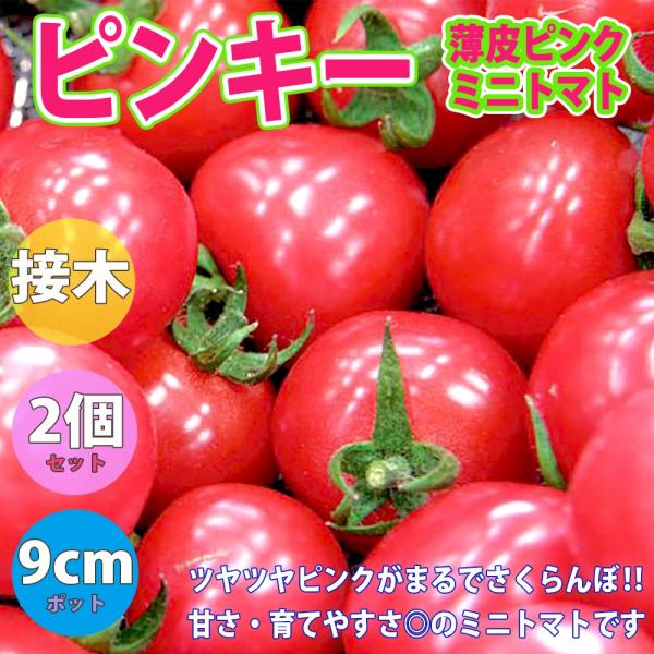 ITANSE トマトの苗 ピンキー 野菜苗 接木苗 9cmポット 2個セット 送料無料 トマト 苗 ...