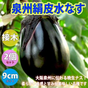 ITANSE ナスの苗 泉州絹皮水なす 野菜苗 接木苗 9cmポット 2個セット 送料無料 茄子 なす ナス 苗 泉州絹皮水茄子 イタンセ公式｜itanse