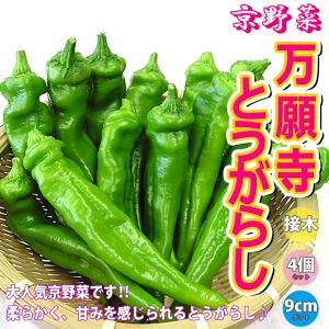 ITANSE トウガラシの苗 万願寺とうがらし 野菜苗 接木苗 9cmポット 4個セット 送料無料 唐辛子 トウガラシ 苗 とうがらしの王様 イタンセ公式