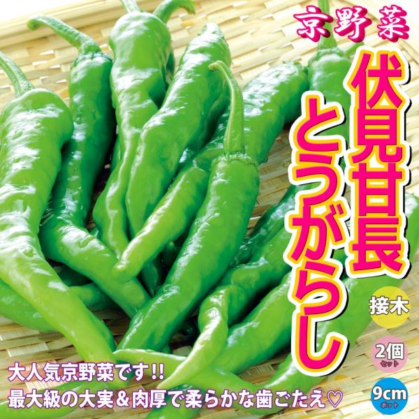 ITANSE トウガラシの苗 伏見甘長とうがらし 野菜苗 接木苗 9cmポット 2個セット 送料無料...