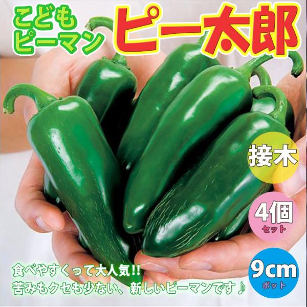 ITANSE ピーマンの苗 こどもピーマン 野菜苗 接木苗 9cmポット 4個セット 送料無料 ぴー...