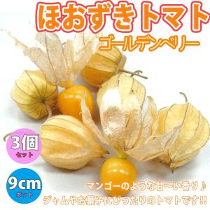 食用ほおずき/ゴールデンベリーの苗4個セット』インカベリーとも呼ば