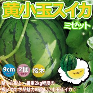 ITANSE タイナスの苗 野菜の苗 自根苗 10.5cmポット 2個セット