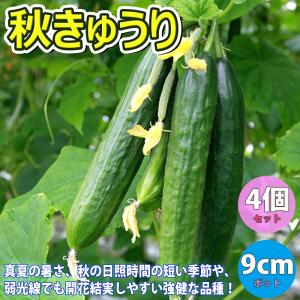 ITANSE キュウリ苗 秋きゅうり 野菜苗 自根苗 9cmポット 4個 送料無料 イタンセ公式