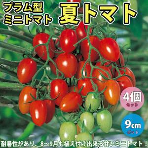 ITANSE トマト苗 夏トマト 野菜苗 自根苗 9cmポット 4個セット 送料無料 イタンセ公式｜itanse