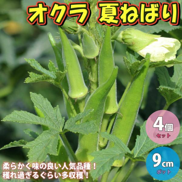 ITANSE オクラの苗 夏ねばりF1 野菜苗 実生苗 9cm 4個セット おくら苗 希少品種 送料...