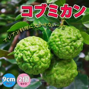 ITANSE 果樹苗 コブミカン 果樹苗 9cmポット 2個セット コブミカン苗 カフィアライム 柑橘苗 柑橘類 柑橘系 みかん 蜜柑 送料無料 イタンセ公式｜野菜苗・植物・青果物販売のITANSE